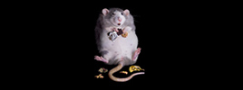 How does smelling the food affect metabolism?