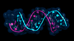 aging AND human, ageing AND transgenic mouse model, aging AND metabolism NOT (patient or clinical), miRNA, miRNA not clinical, microRNA, microRNA + cancer, microRNA + cancer + small molecule, microRNA + cancer + Wnt, microRNA AND obesity