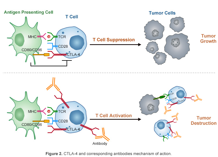 CTLA-4 and corresponding antibodies mechanism of action