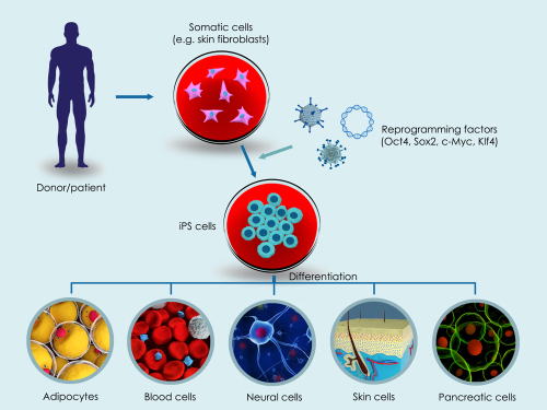 A schematic representation of the iPSC principle