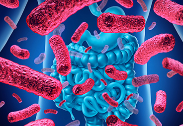 gut bacteria picture
