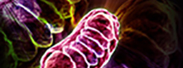 Link between mitochondrial gene expression and general metabolism identified