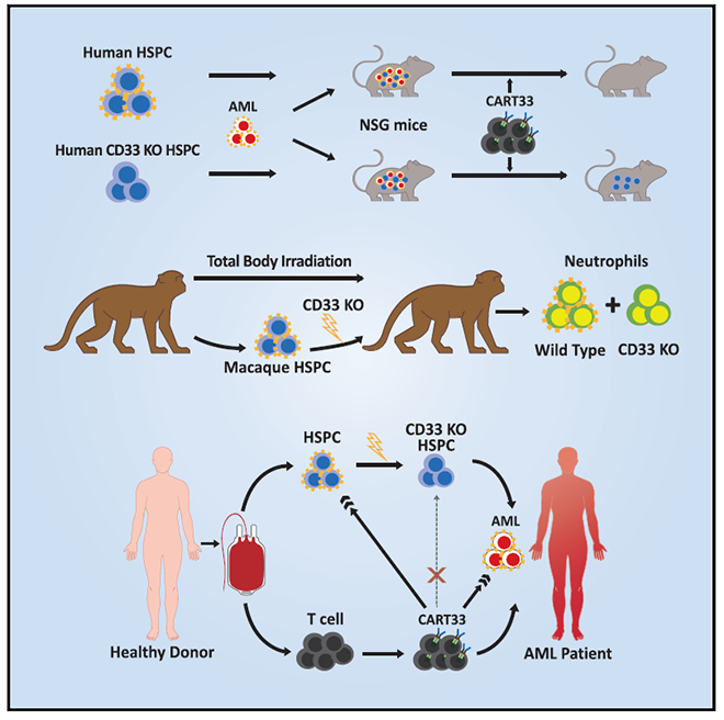 Make CAR-T cell become 'specific' by CRISPR gene editing technic