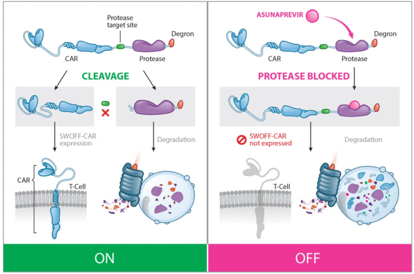 SWIFF CAR T cell regulation strategy