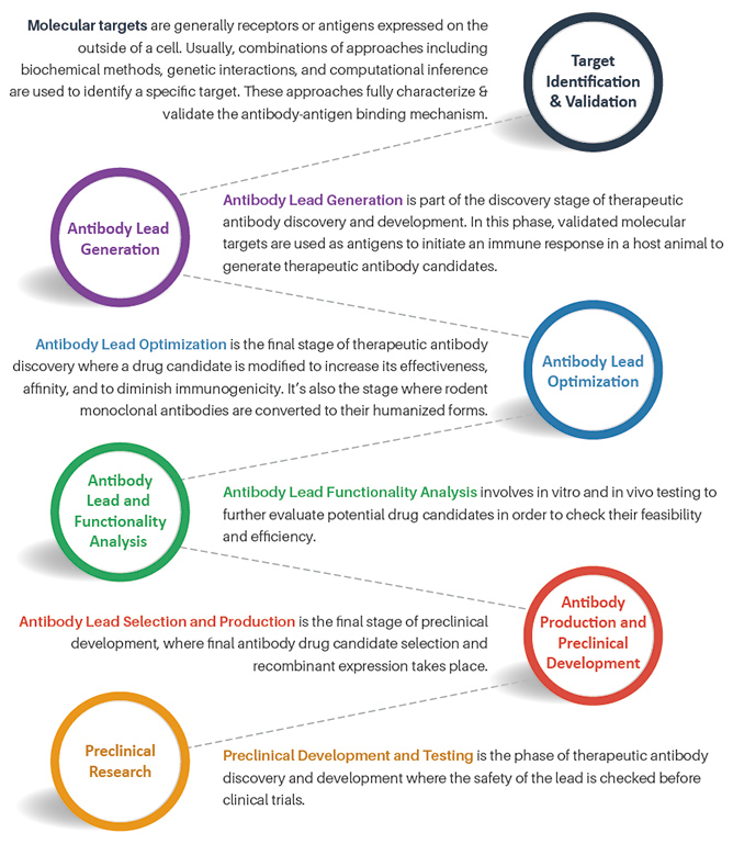 Overview of the discovery process for therapeutic antibodies