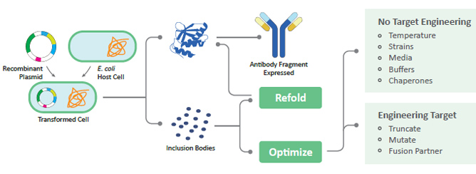 Bacterial transient protein expression workflow