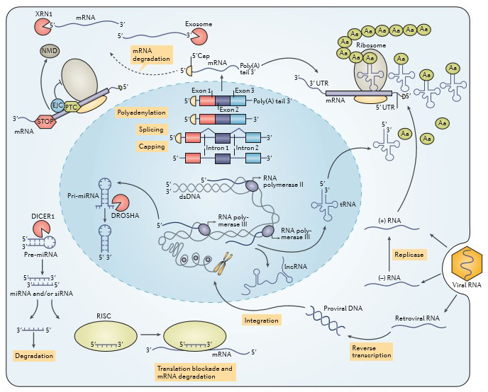 Different RNA subtypes and their functions