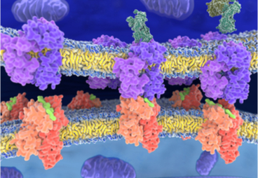 Multi-input/multi-output Control of Cellular Processes by PROCISiR