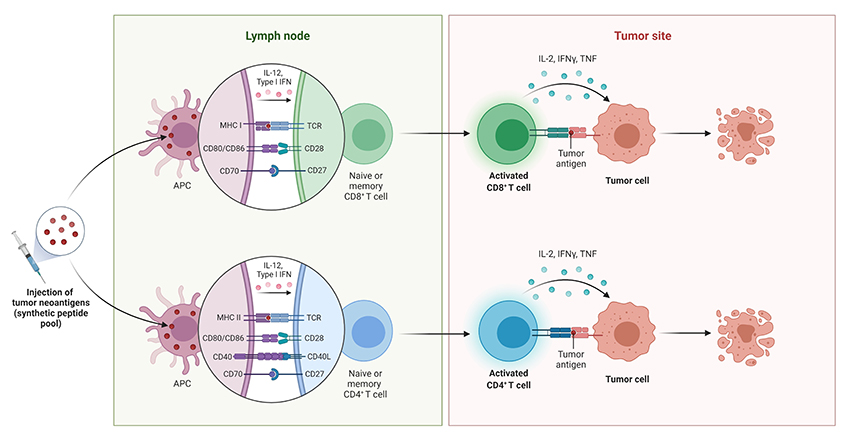 Cancer Vaccine Principle Schematic