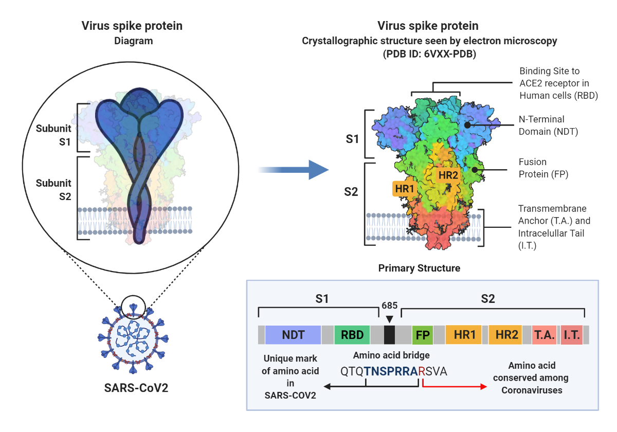 the Structure of the SARS-CoV2 Spike Glycoprotein