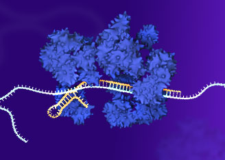 Overcoming Antibiotic Resistance with CRISPR