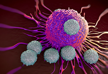 PD-1 Receptor Inhibitors Exacerbate T-Cell Related Tumor Growth