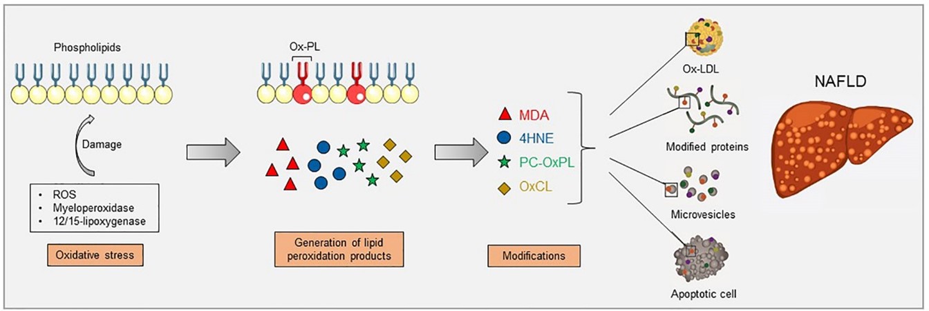 AAV gene delivery approach targets lipid oxidation