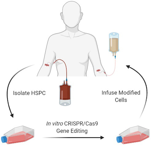 in vivo CRISPR Gene Editing