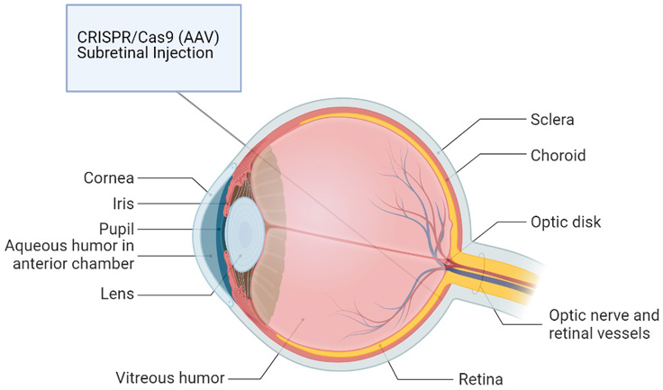 Anatomy of the Human Eye