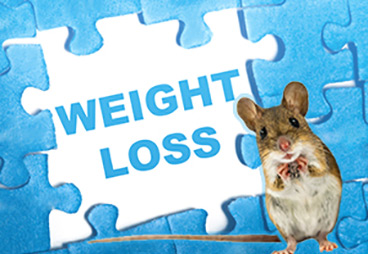 New Study Shows how an Engineered Protein Can Lower Body Weight in Multiple Animal Species