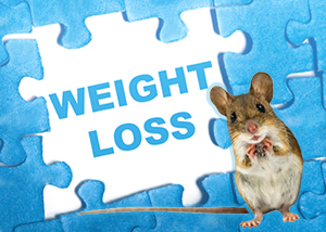 Lower Body Weight in Rat Picture