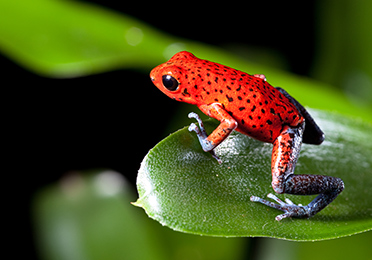 Poisonous Frogs Picture
