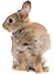 rabbit icon rabbit icon