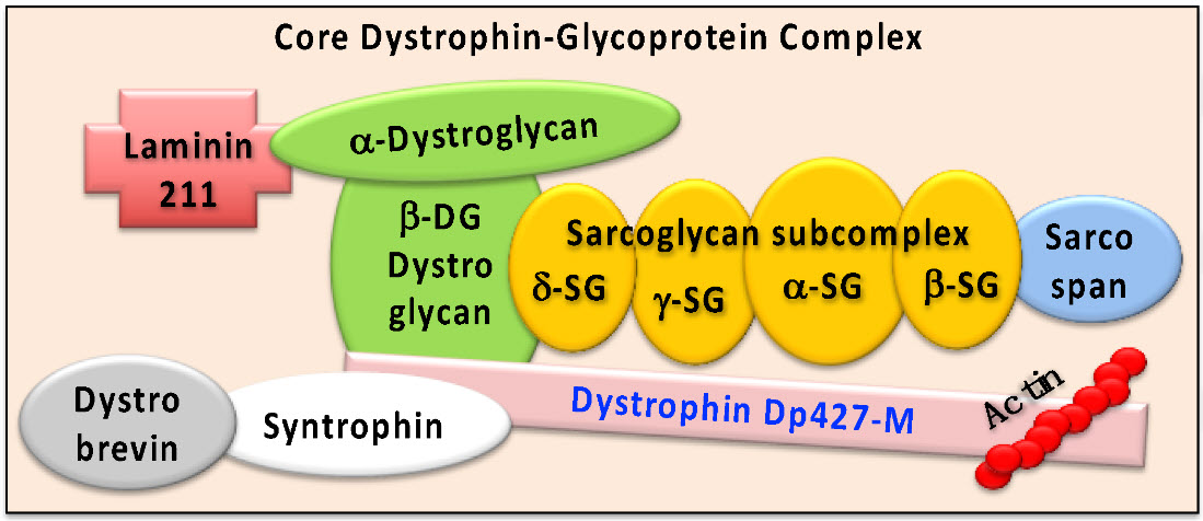 Dystrophin-Glycoprotein Complex