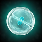 cell cycle, cell growth, nucleus, nucleus size, plasma membrane, mRNA, cell division
