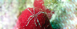 Sea spiders use their digestive system as main method of moving oxygen and blood throughout their bodies