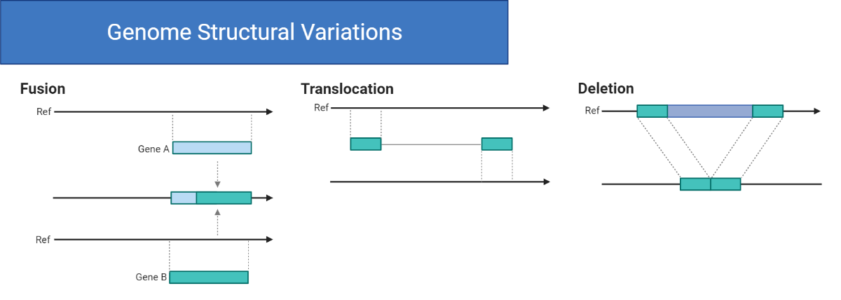 Genome Structural Variations