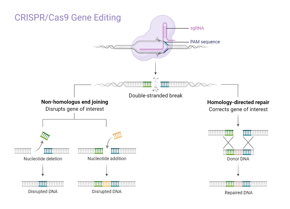 CRISPRCas9 Gene Editing Workflow