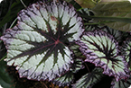 begonia, chloroplasts, photosynthesis, solar energy, iridoplast, nanotechnology