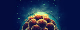 Fertile eggs have been successfully created from induced pluripotent stem cells