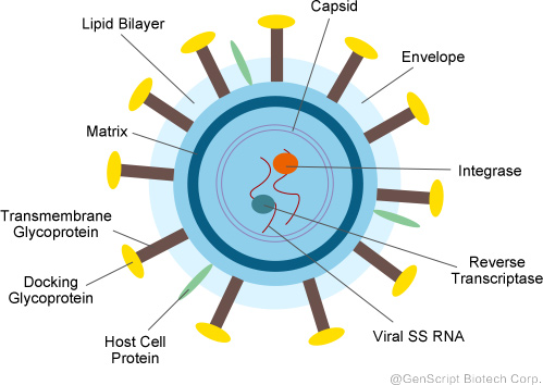 Structure of the HIV Virus