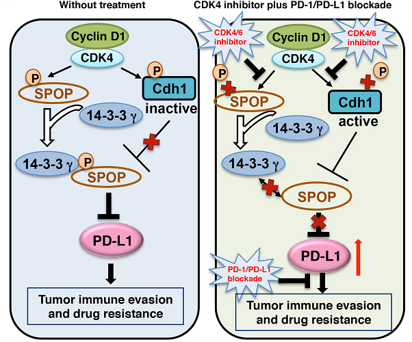 Cyclin D-CDK4 kinase control cancer immune surveillance