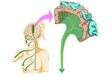 The Restructuring of Brain Function to Cope With Amputation and Subsequent Re-Transplantation