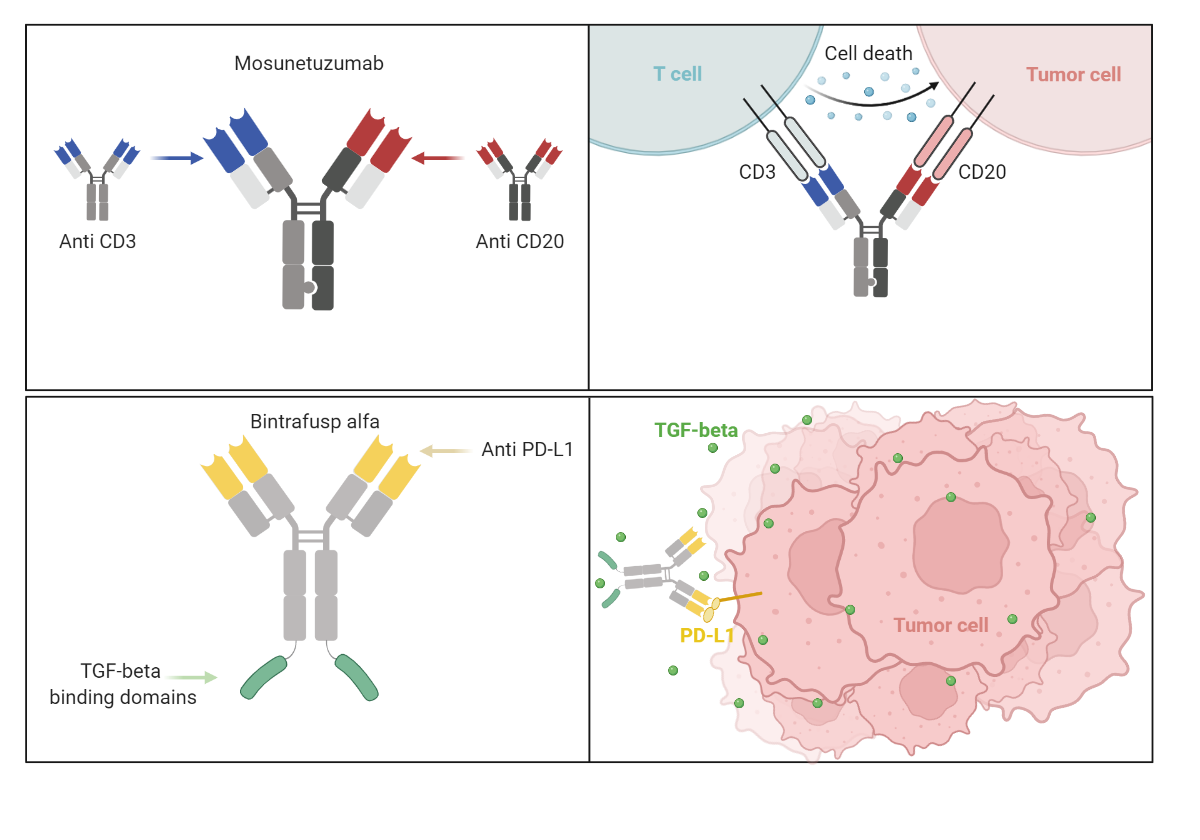 Bispecific Antibody Mechanisms