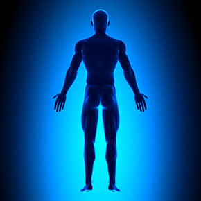 Human Body Picture