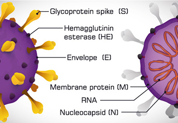 Studies show that the RBD is the best antigen to induce neutralizing antibodies for COVID-19