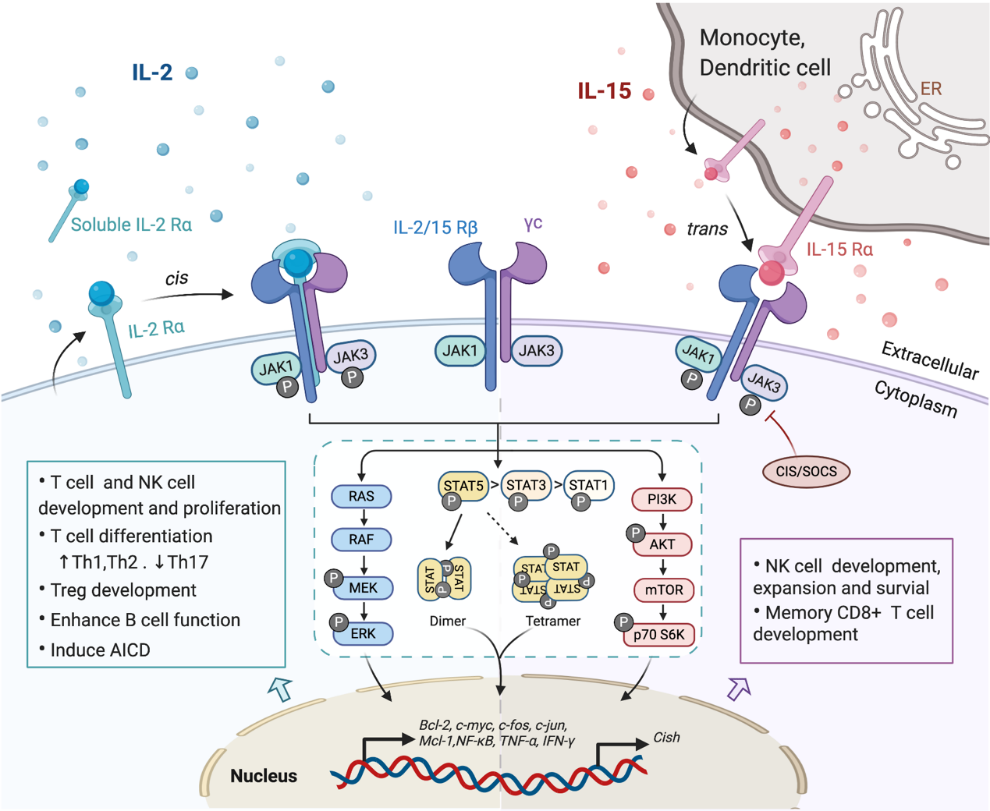 IL-2 and IL-15 receptors,signaling pathways,immunomodulatory functions