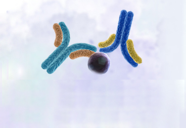 What is an Anti-Idiotypic Antibody?