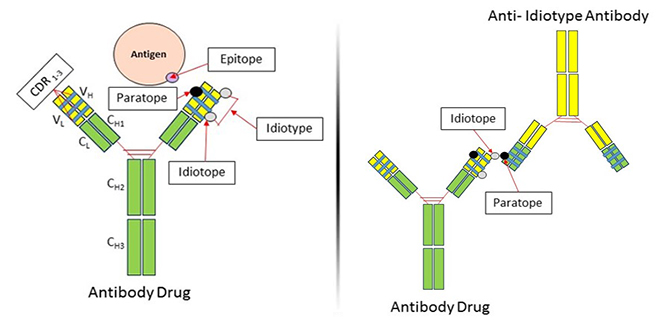 An idiotope within the CDR region of an antibody drug interacts with the paratope of an anti-idiotype antibody.