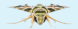 Why moths make sexy friends