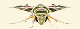 Why moths make sexy friends
