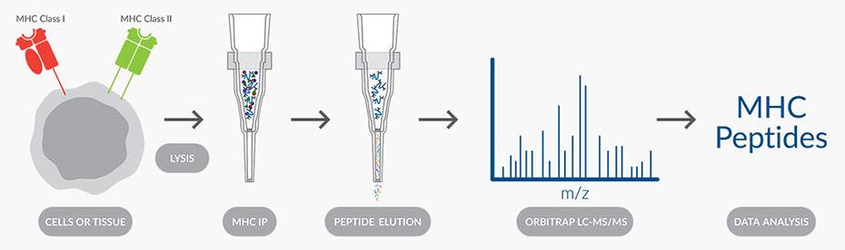 Neoantigen based immuno-oncology therapies- MHC peptide workflow