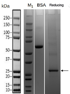 Transmembrane Proteins- PAQR2 Transmembrane Proteins- PAQR2