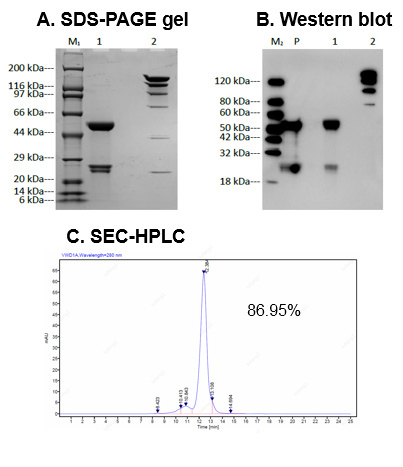 bispecific antibody expression