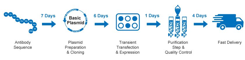 High Throughput Antibody Purification Services