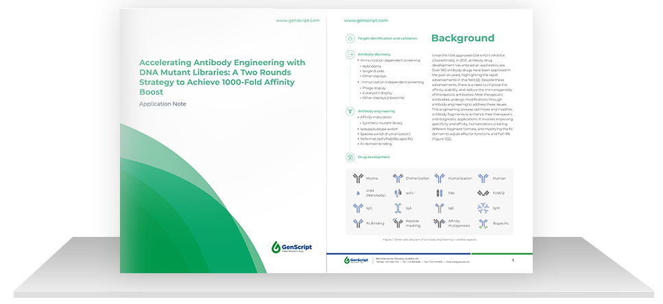 Reducing Screening Burden in Antibody Engineering through GenScript‘s Precision Mutant Libraries 