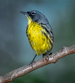 Kirtland’s Warbler Habitat Restoration Kirtland’s Warbler Habitat Restoration