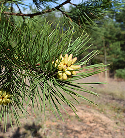2020 Ouachita National Forest Shortleaf Pine Planting 2020 Ouachita National Forest Shortleaf Pine Planting