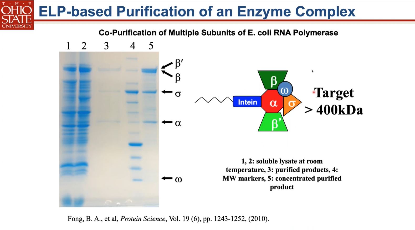 ELP-based purification of an Enzyme Complex