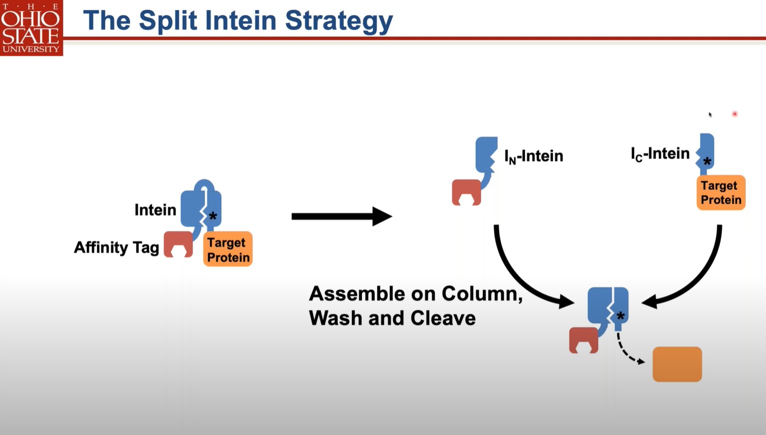 the split intein strategy